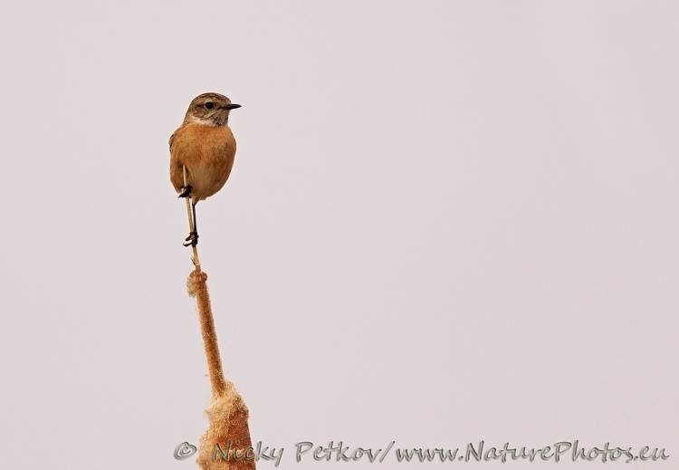WildLife Photos of Birds, Wheatears & others, Common Stonechat, Saxicola torquata